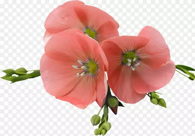 ���黨��Ӱ.��-������