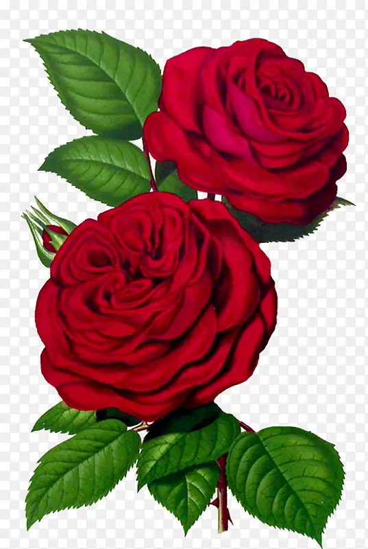 õ�������-õ��-������