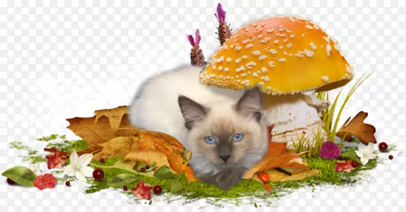 �＾����������-������