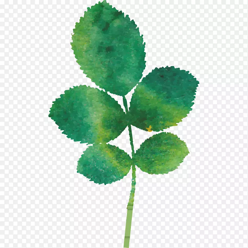 ˮ�ʻ��＾ֲ��Ҷ-��-������