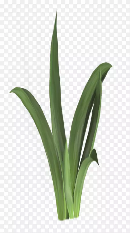 ˮ��ֲ��ˮ������-��-������