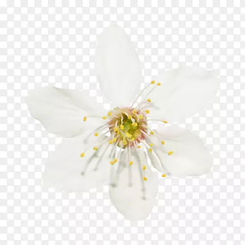 ��ɫ������-������