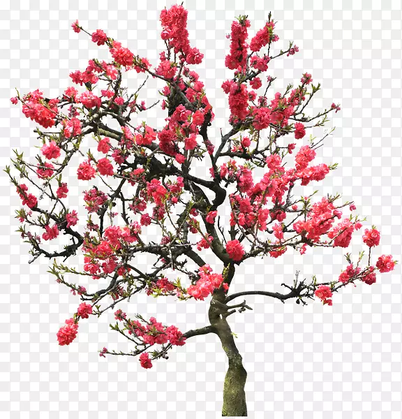 ����������-����-������