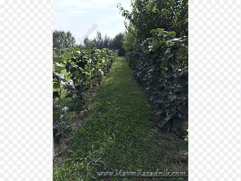 ⨺��ң��ͺ�⨺��ң�ũҵ���ԣ���ľ��-������