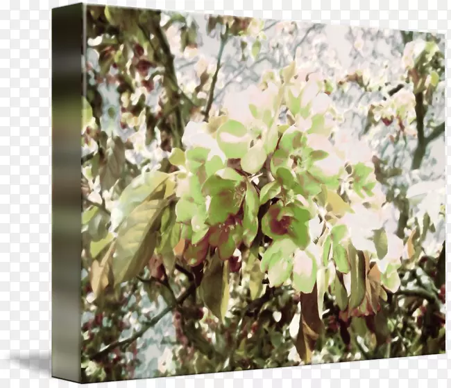 С֦��ľ��-������