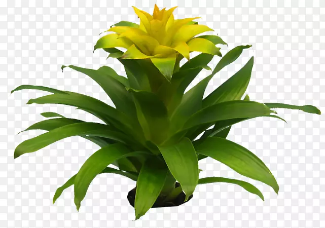 ����ֲ��-������