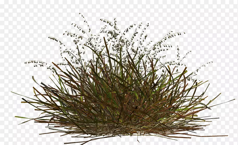 ���òݼ�����-������