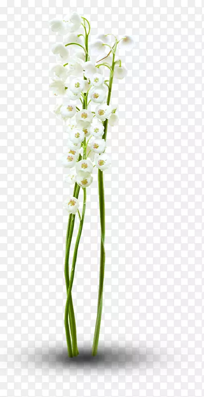 ������ơ��л����ɶꡢ����������ֲ�ﾥ���-������