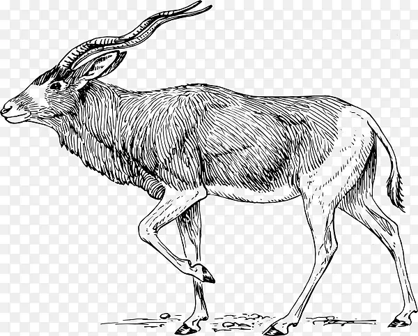 Addax������ݼ�������-addax����������-������