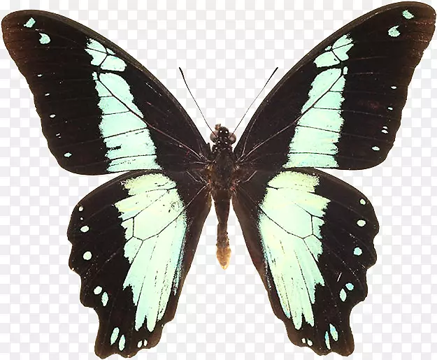 ��������ľ����Ӱ����-����-������