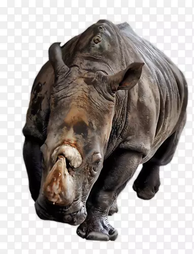 ����ͼ�񶯻�-������