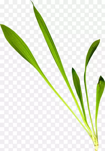 Ҷ��ֲ�ﾥ����-Ҷ-������