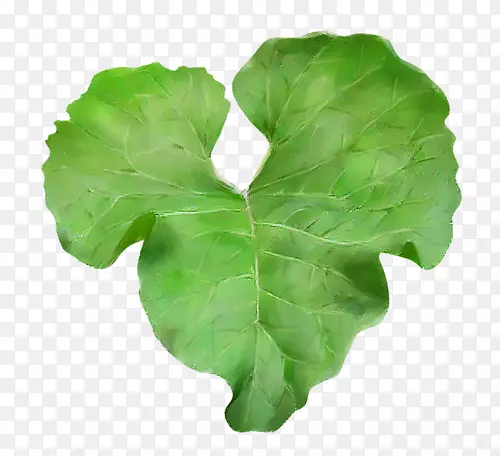 Ҷ�˴��̻�Ҷ-������