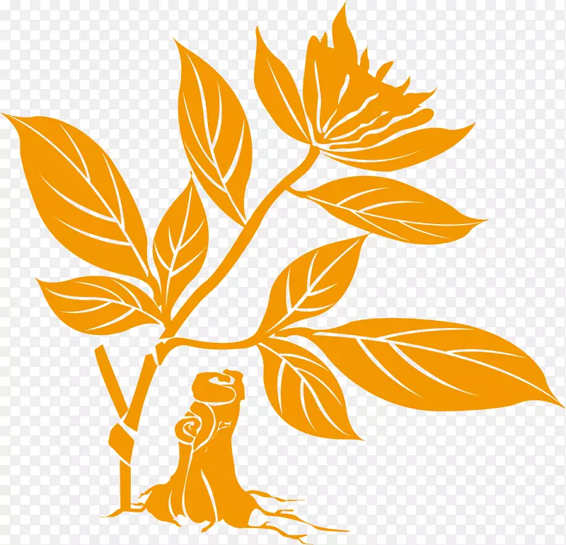 �Ͼ���ҽҩ��ѧ�в�ҩѧ��ǻ�����ҩ-������