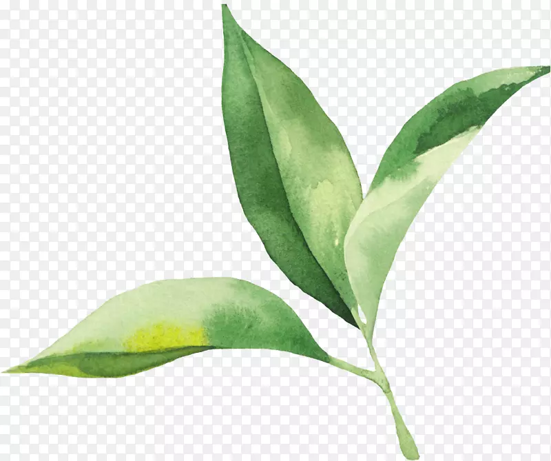 ˮ�ʻ�Ҷ��-������