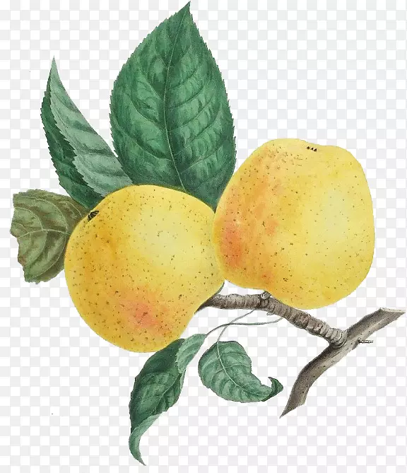 �ӻ��¸���˹�������ֻ���-������