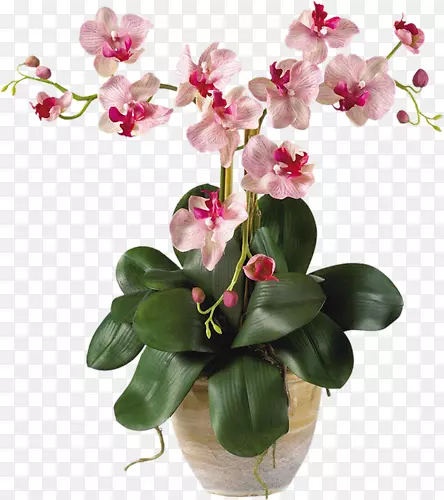 �ɶ������л�ֲ�ﾥ��-������