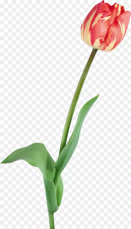 �����㻨������-������-������