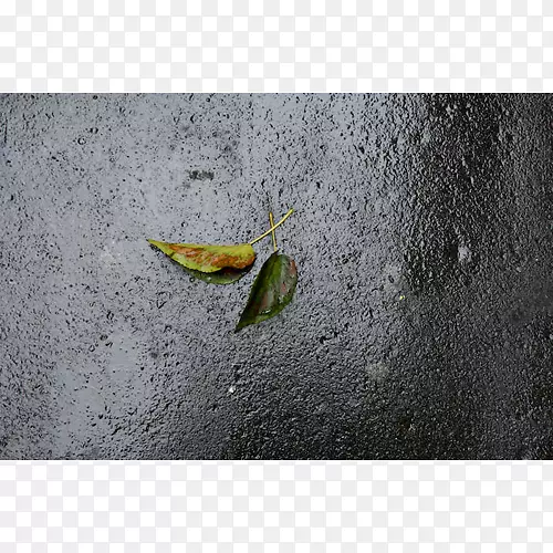 ��ӰҶ����-Ҷ-������