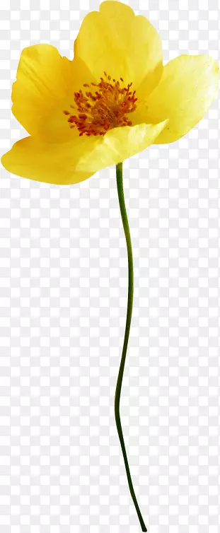 �����л�ֲ�ﾥ����ֲ��-ֲ��-������