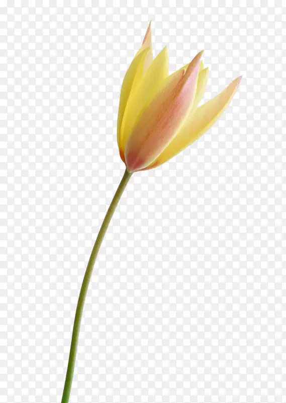 �����㻨-������