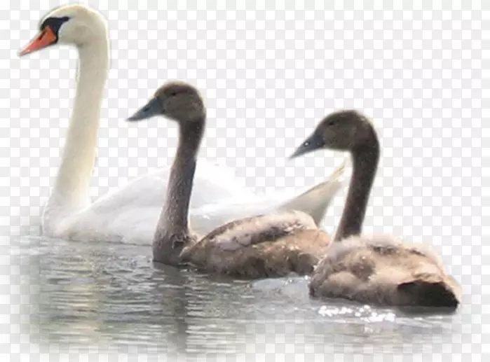 ѩ����Ѽ���ļ�����-Ѽ��-������