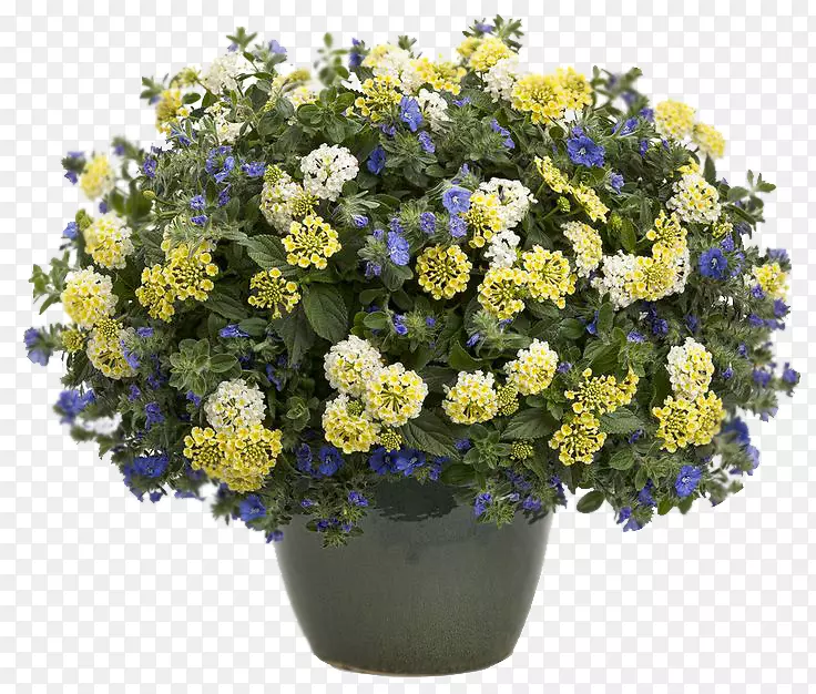 ǣţ����������԰��ֲ��-������