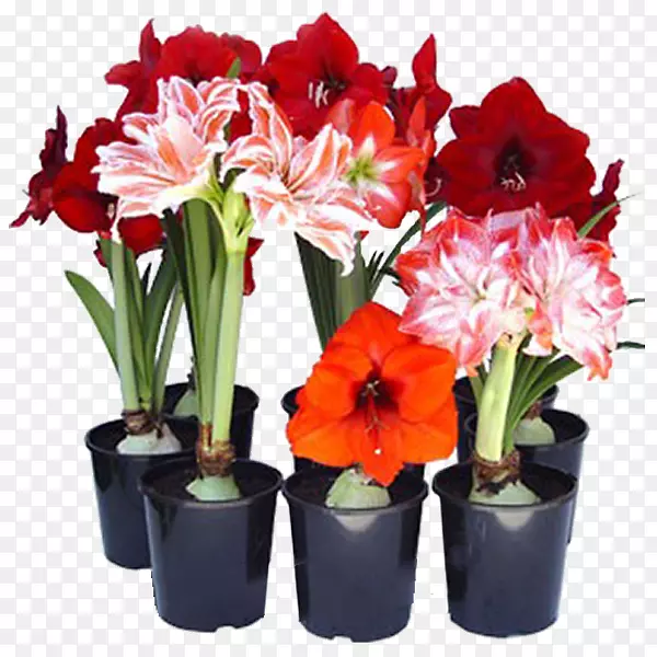 ʯ�����������ֲ��-��-������