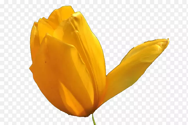 �����㻨-�����ĳ�ɫ����������-������