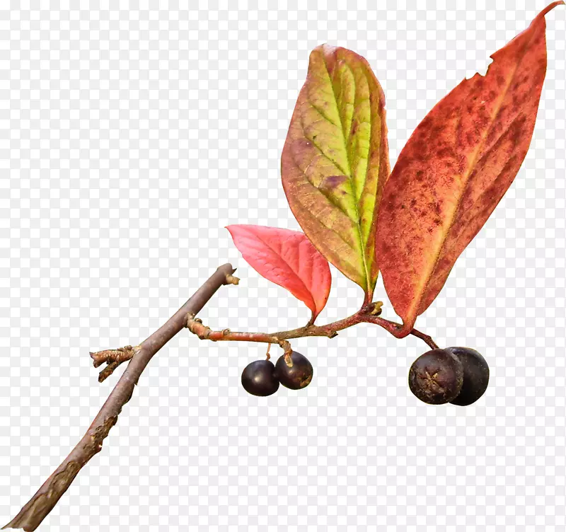 �⾰Ҷgimp����-��Ҷ-������