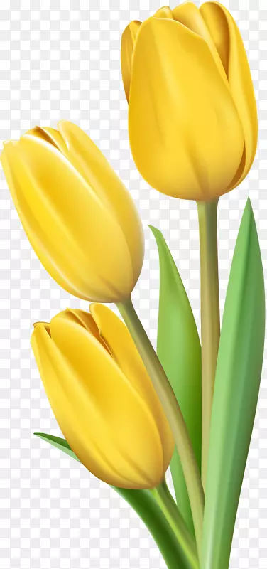 �����㻨������-��ɫ������-������