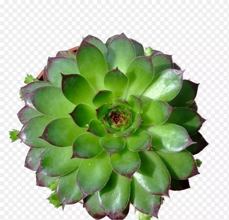 ˫��Ҷֲ�ﻢ����Ҷ�����ƻ�-������