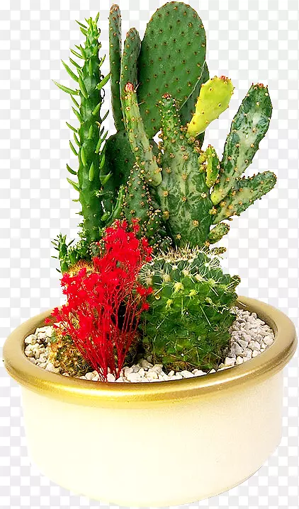 �����ƿƻ����辰-������ɫ������-������