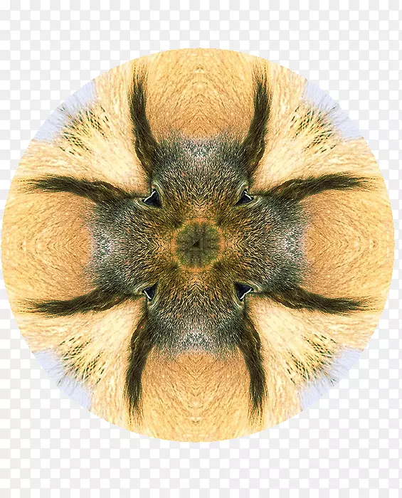 ����ֳ���Ӻ���ëƤ��-������