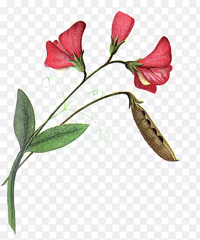 ο�ʺؿ��廨����-������