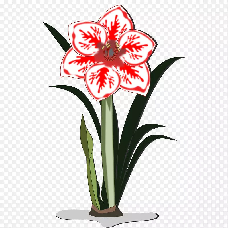 amaryllis������-������