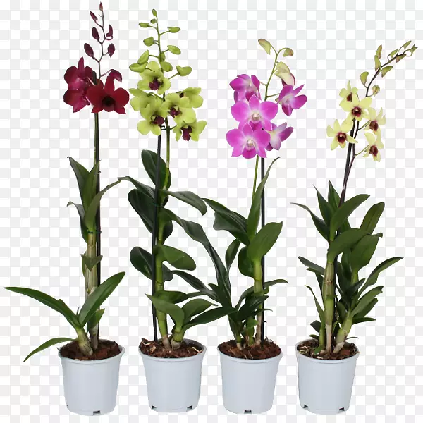 ʯ������������������-������