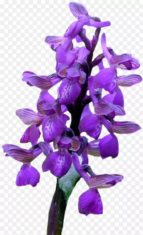 �л�����-������