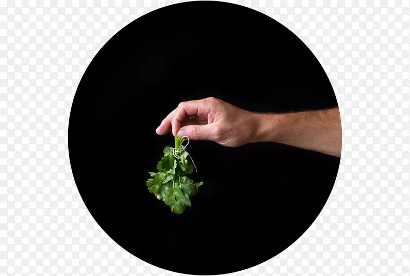 ��ָ-������