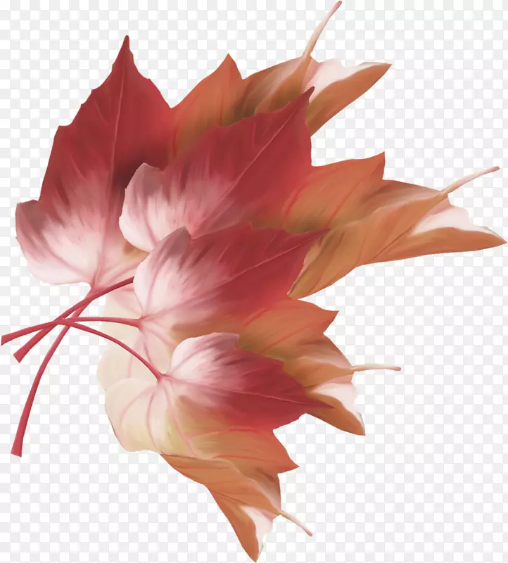 ����Ҷֲ�ﾥ����ֲ��-Ҷ-������