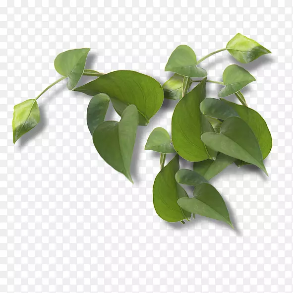 ���Ѷ�ѿ����ʳƷ����Ҷ-������