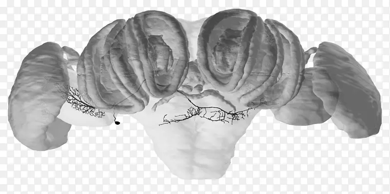 ����Ь�����-������