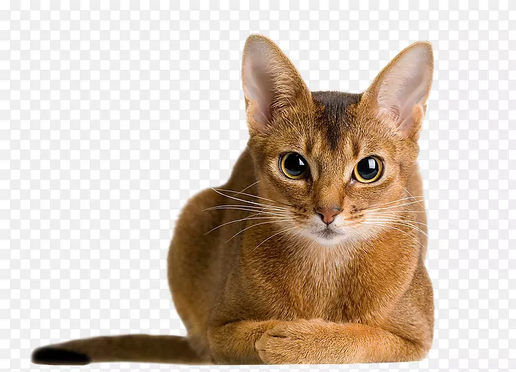 ����������è���������ޣ���˹è�����ԭè������-������