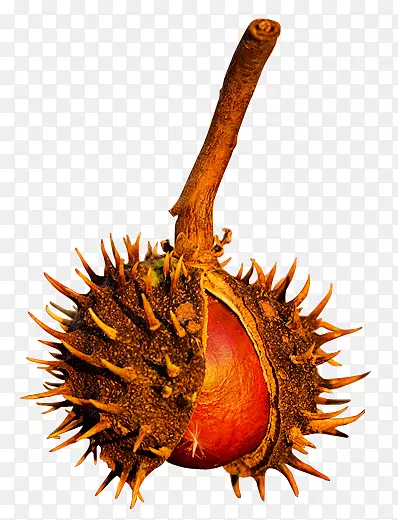 ���Ӱ¸���˹������-������