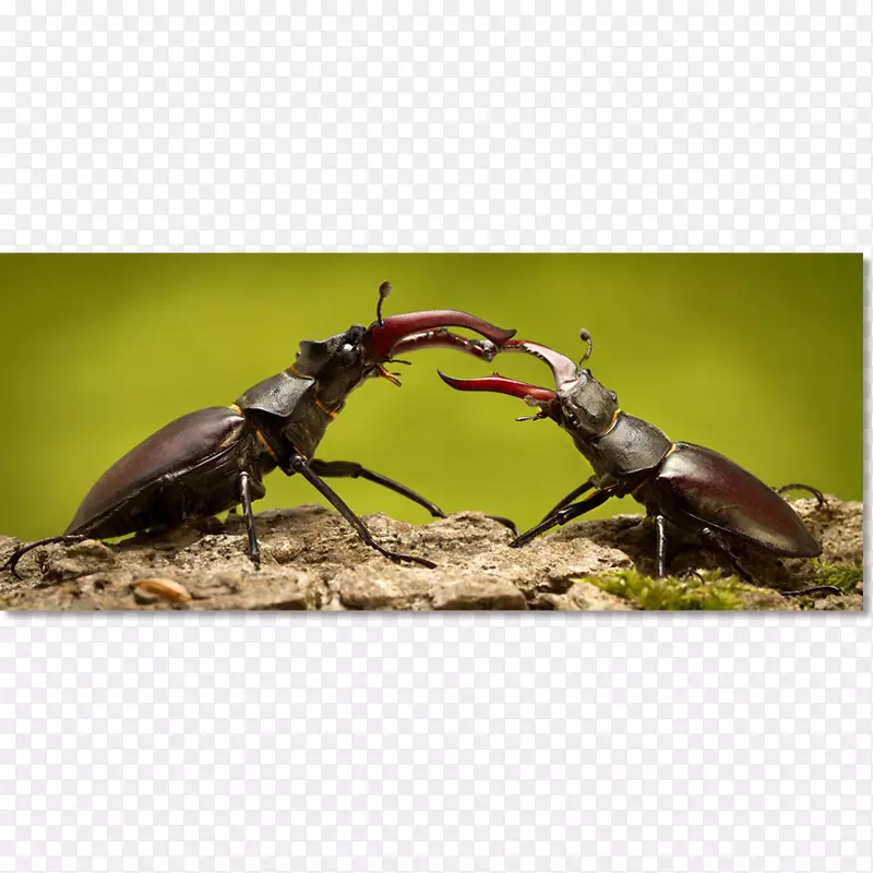 �׳�-������