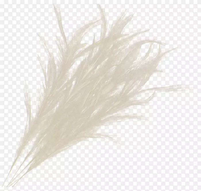 ��ë����-��ë-������