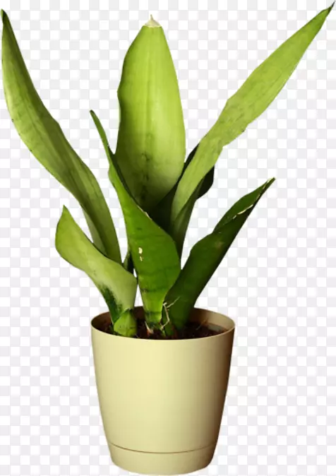 ����ֲ�ﻨ�趯��-����-������