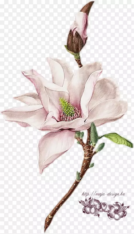 ֲ���ͼˮ�ʻ�-������