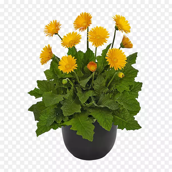 �����л�ֲ��ջ�-������