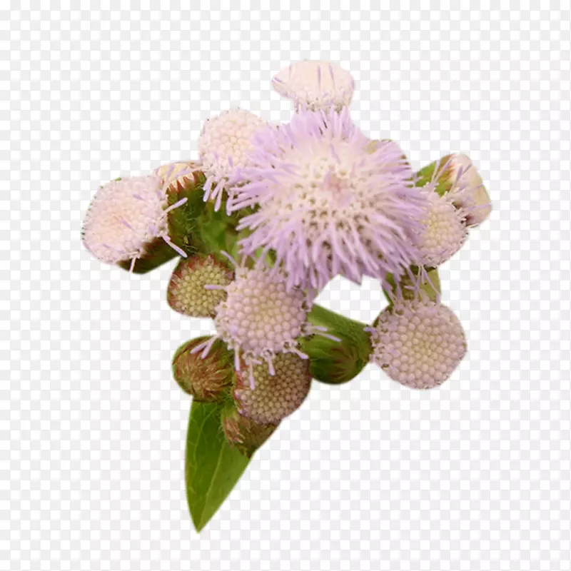 ţ�̼�ֲ��ţ��-�ۺ�ɫţ�̼�ͼƬ����-������